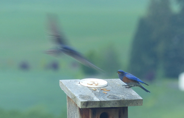 Bluebirds and Swallows compete for nests