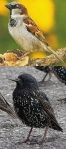 FAQ | Prescott Bluebird Recovery Project