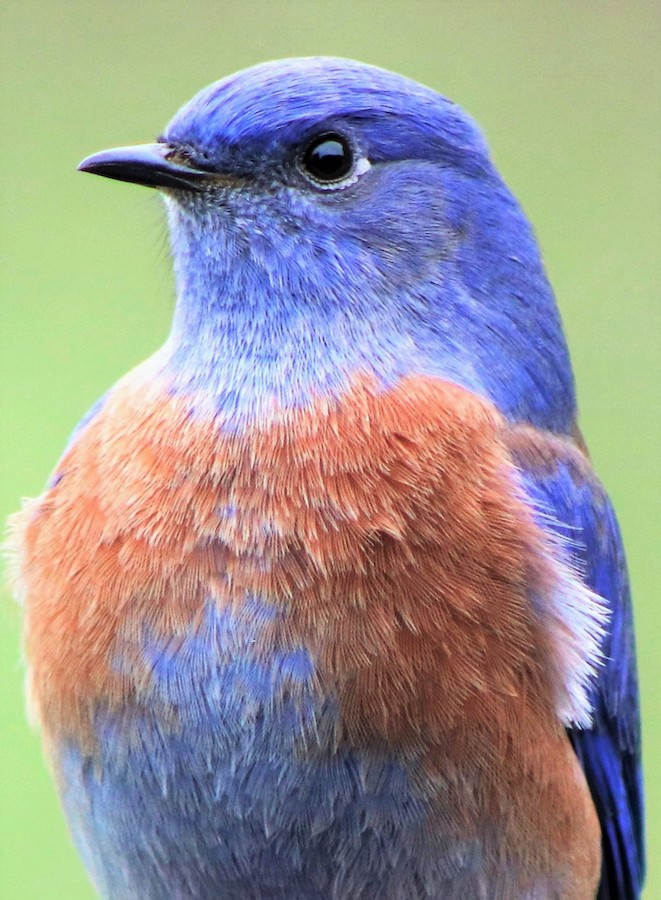 Peavy Bluebird